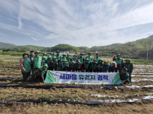 고구마 모종 심기