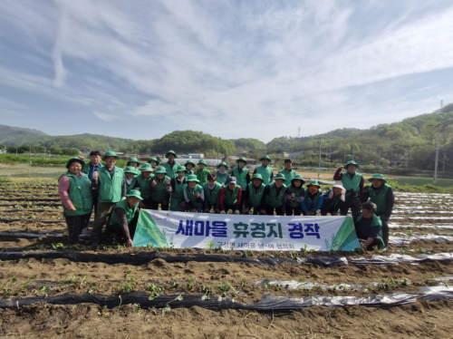 고구마 모종 심기
