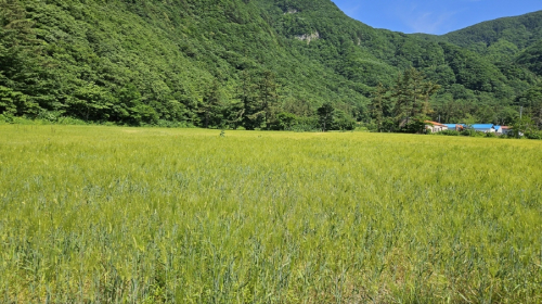 울릉군 나리분지 입구 보리밭 관광객 발길