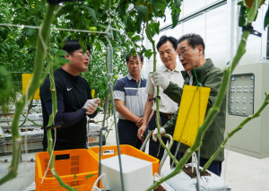 영천시, ‘지역특화 임대형 스마트팜’ 토마토 첫 수확