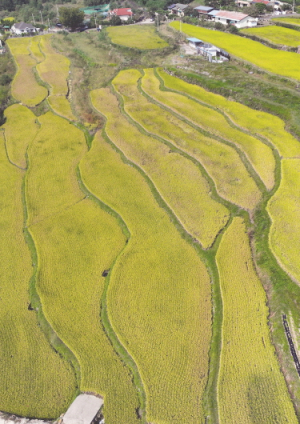 황금빛 물든 농가