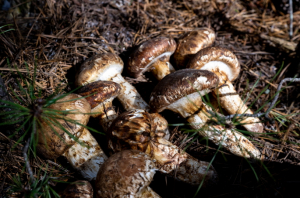 영덕 13년 연속 송이 최대 생산지 명성 잇는다