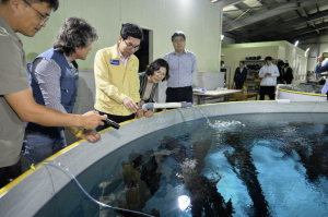 황금은어 발안란 방류