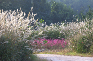 포항시 인덕산 자연마당, 가을 맞아 절정 풍경