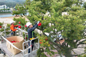 청송사과 수확철···제19회 청송사과축제 준비 한창