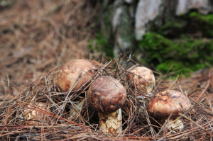 가을비 참 고맙다 올해 영덕 송이버섯 ‘대풍년’