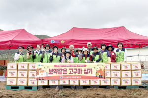 직접 재배 고구마 나눔