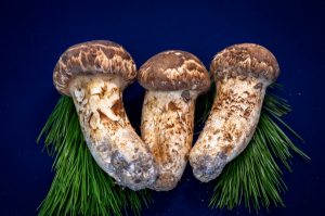 火魔 속 핀 영덕 송이 2025 생산량 전국 최고