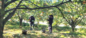 상주 공성면, 가을철 농촌 일손돕기 나서