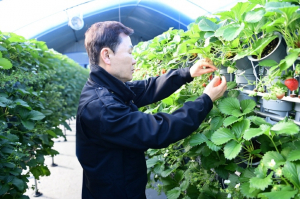 새콤달콤 맛있는 명품 고령딸기 첫 수확