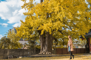 “APEC 성공···시민 자부심이 만들어낸 성과