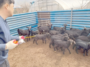 포항시, 2일부터 구제역 백신 일제 접종