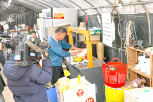 황금빛 설렘의 시작! 2026년산 성주참외 첫 출하