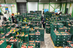 청송사과 브랜드 강화···유통 환경 지속 개선