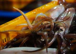 [포토뉴스]울진 바다의 손길이 모이는 새벽,  죽변항 오징어 위판 현장