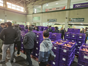 포항 사과 ‘원물출하' 첫 경매 실시 … 농가 부담 확 줄인다