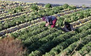공공부문의 농업 고용인력 공급 비중 확대
