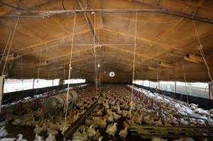 작년 4분기 닭 사육 마릿수는 1년 전보다 증가