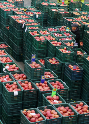 저장 사과 경매 진행