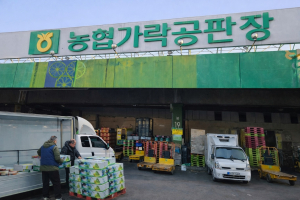 달성군 지역 특산물 화원 미나리 출하