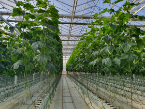 상주시 수경재배 분석 이용 농가수 58% 늘어