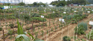 수성구, 공영도시농장 분양