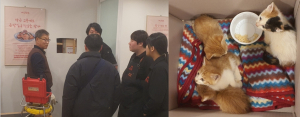 “고맙다냥” 음식점 벽체 뜯어 새끼 고양이 네 마리 구조