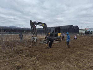 새봄 맞은 경산묘목시장, 출하 본격화로 활기