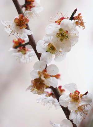 봄비 머금은 매화