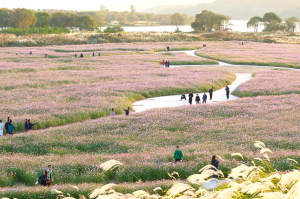 고령 다산 은행나무숲, 경북 관광 인기 여행지로 각광