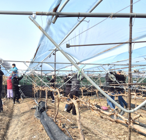 영천시, 습설 피해농가 대상 인력지원 실시