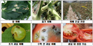 김천, 검역해충 토마토뿔나방 방제약제 지원