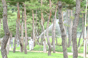 산소카페 청송군, 숲의 경제·복지·경관 가치 높인다