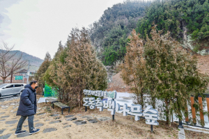 대구의 오래된 아름다움···측백나무 숲과 달성토성