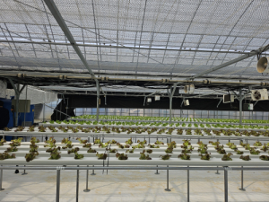 군위군, 기존하우스 활용 엽채류 재배 추진