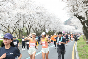 벚꽃길 위를 달린다… 경주벚꽃마라톤 4월 4일 개최