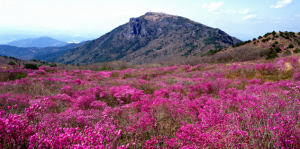 달성군 대표 봄축제 다채로운 행사 준비