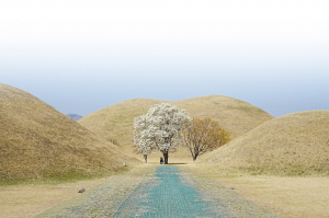 목련과 고분·전통 공간 어우러진 경주 여행지