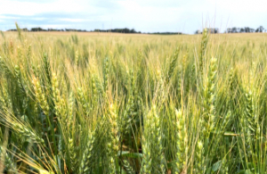 세계 식량가격지수 2.4%↑… 곡물·유지류·육류 상승