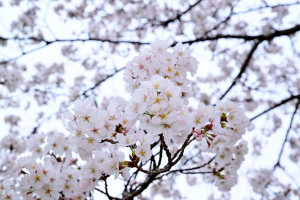핑크빛 벚꽃으로 물든 연화지, 축제로 만개하다