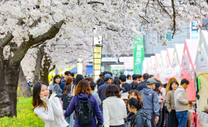 연화지 벚꽃 축제,‘3無축제’정착으로 내실 다지다