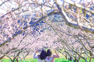 활짝 핀 복사꽃