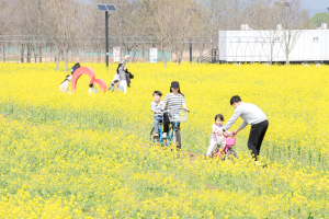 노란 유채꽃 물결 화사한 봄 정취 선사