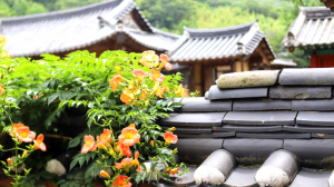난포고택, 주황빛 능소화로 물든‘여름 정취 명소’