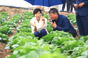 ‘여름배추 보험’첫 도입… 평년 소득 최대 85% 보장